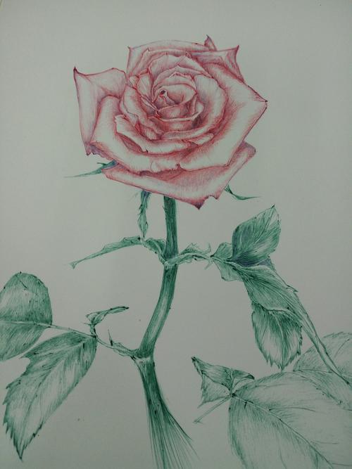 花朵怎么画简单又好看一张图教你红玫瑰花简笔画怎么画手绘教程手帐简