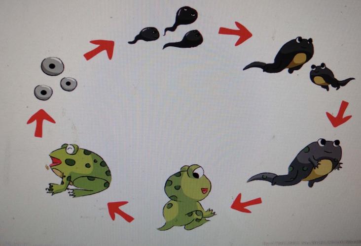 小蝌蚪变青蛙的简笔画 