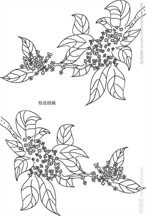 桂花树的画法简笔画