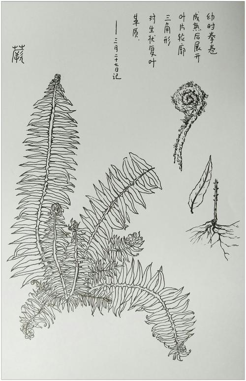 蕨类植物简笔画 蕨类植物简笔画图片