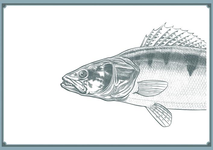 鱼肉的简笔画 鱼肉的简笔画法