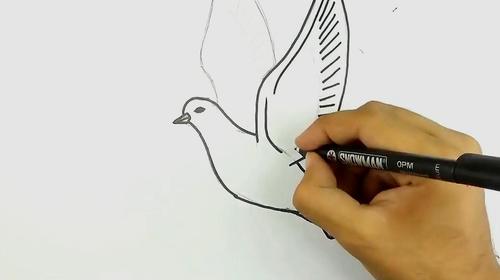 鸽子简笔画彩色 飞翔的鸽子简笔画彩色