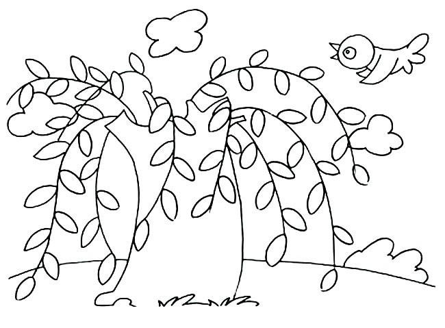 简笔画柳树的简单画法
