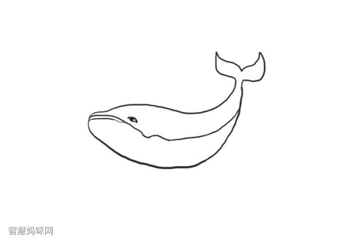 鲸鱼怎么画简笔画 鲸鱼怎么画简笔画可爱
