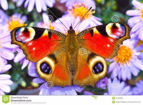 大孔雀蝶的简笔画 大孔雀蝶的简笔画带颜色