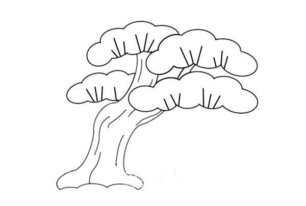 松树的简笔画画法 松树的画法图片大全