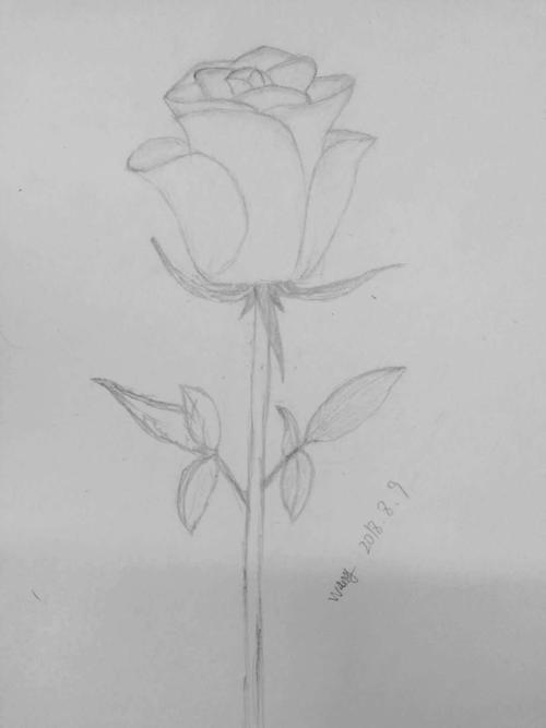 玫瑰花铅笔简笔画图片