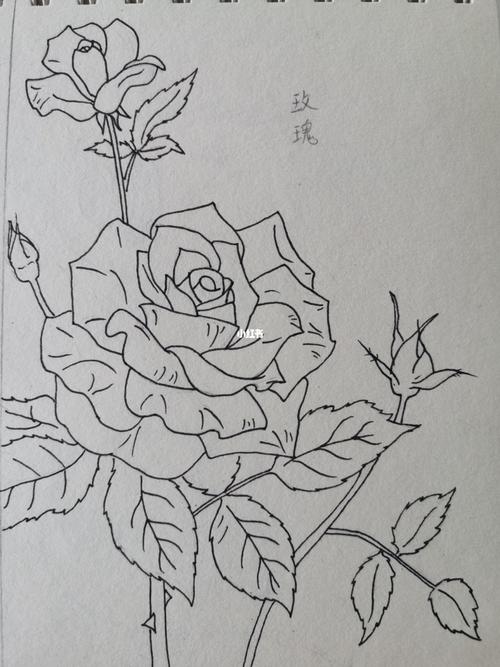玫瑰的荫下怎么画图片