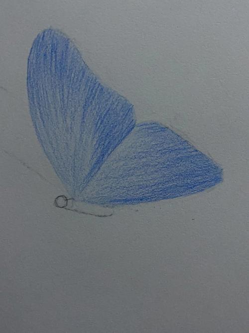 画蝴蝶怎么画 画蝴蝶怎么画图片