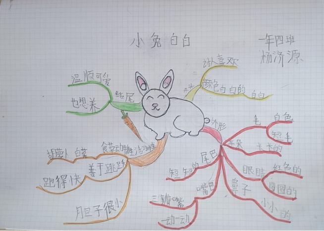 关于兔的思维导图 关于兔的思维导图三年级