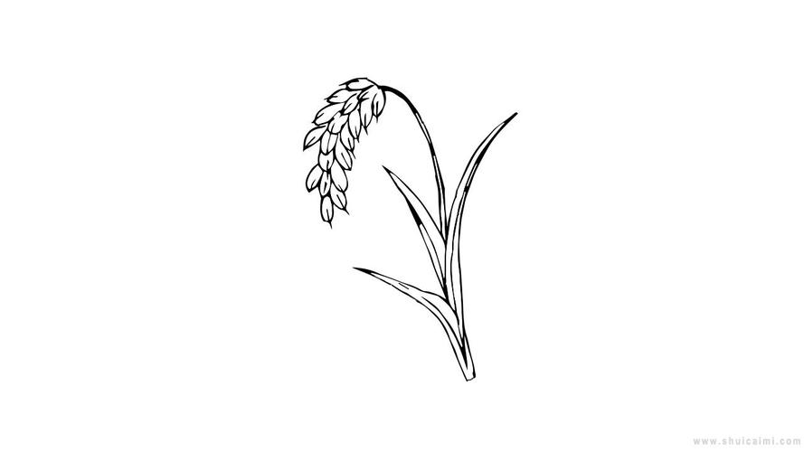 水稻的简笔画 水稻的简笔画怎么画