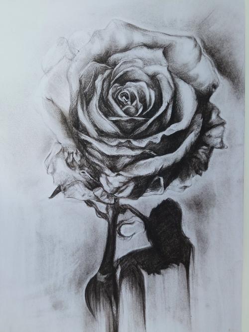 人像素描画玫瑰花图片