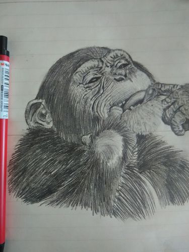 猴子素描画 猴子素描画简单图片