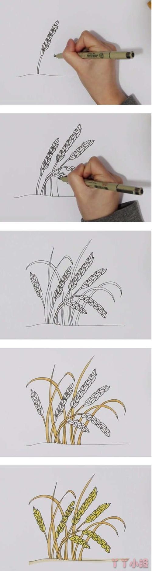 水稻的简笔画 杂交水稻的简笔画
