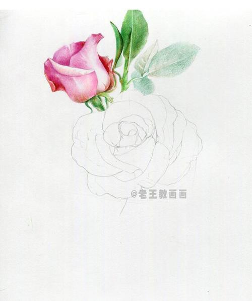 如何画玫瑰花 如何画玫瑰花步骤图解