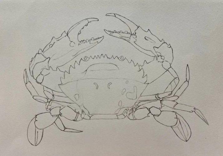 螃蟹的简笔画法 螃蟹的简笔画法儿童画