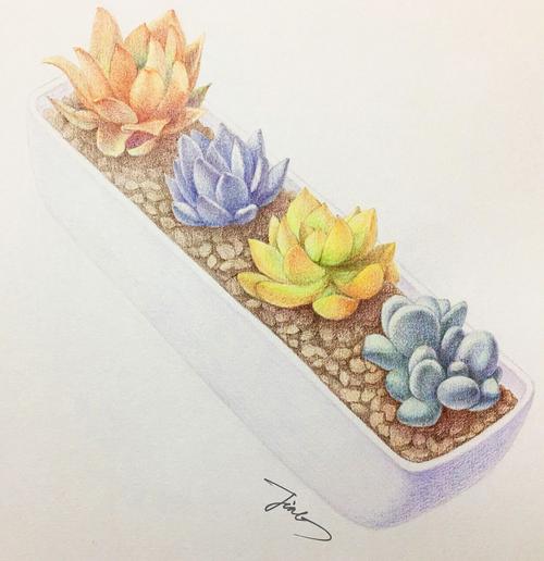 植物彩铅画 植物线描画