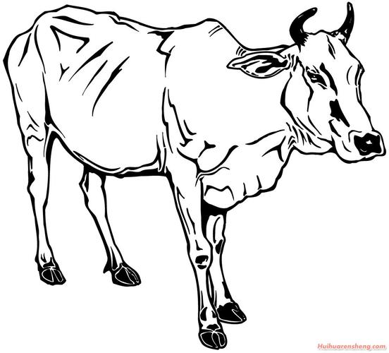 牛的图片大全大图简笔画 牛的简笔画图片大全集简单