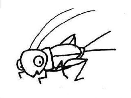 蟋蟀图片简笔画 蟋蟀图片简笔画简单