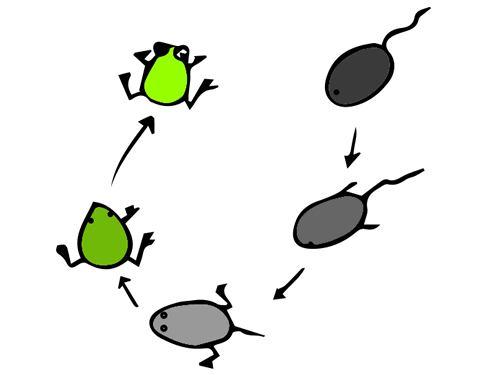 小蝌蚪变青蛙的过程简笔画 