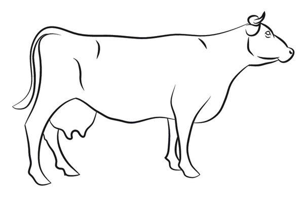 母牛简笔画
