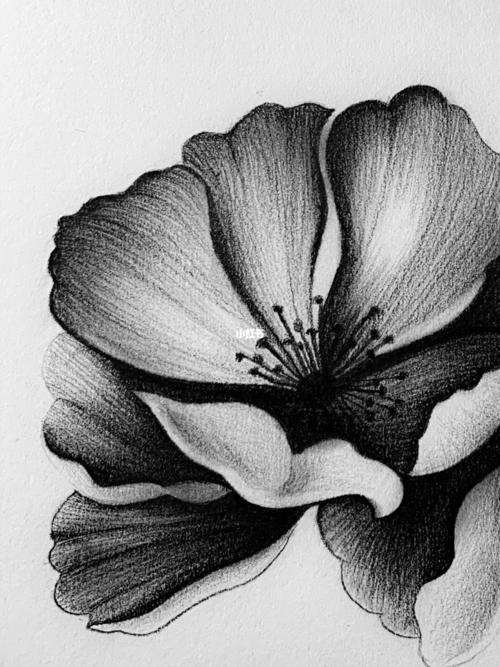 素描花卉临摹高清大图 花卉素描图片高清临摹