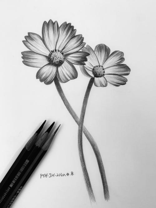 写实素描 花朵图片