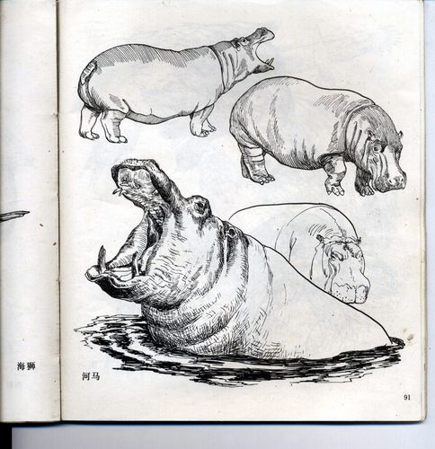 初学者画动物素描 素描动物画简单初学者