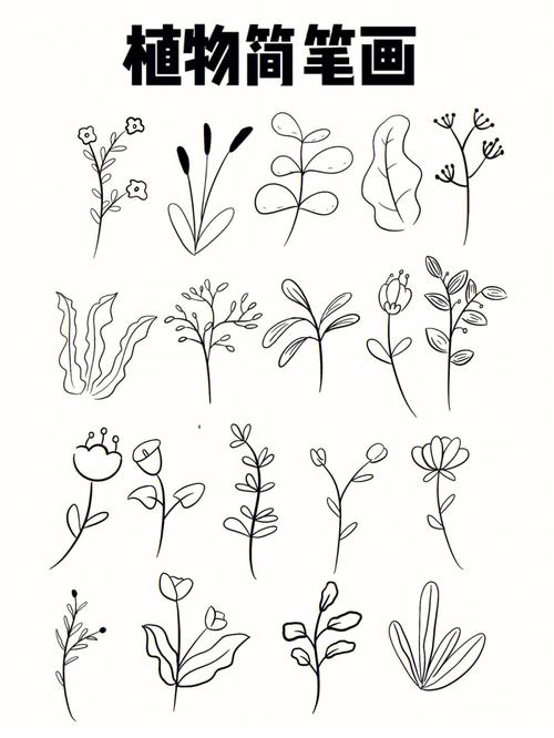 植物简笔画 