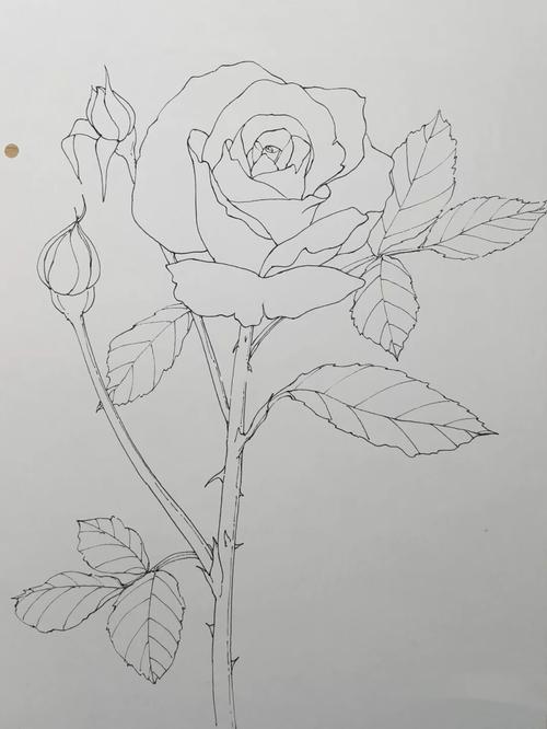 玫瑰素描图片 素描玫瑰花的画法步骤