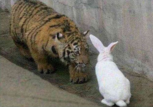 老虎与兔子 老虎与兔子属相合不合