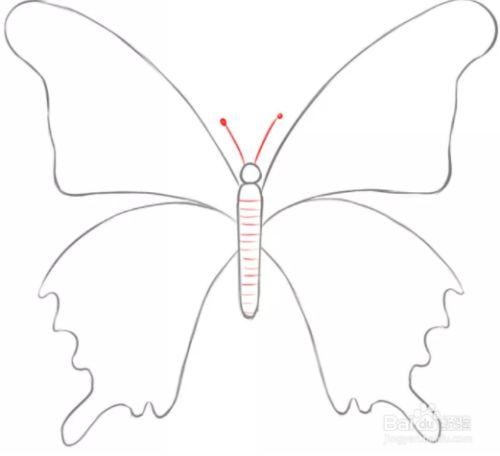 蝴蝶怎么画简单好看 轴对称蝴蝶怎么画简单好看