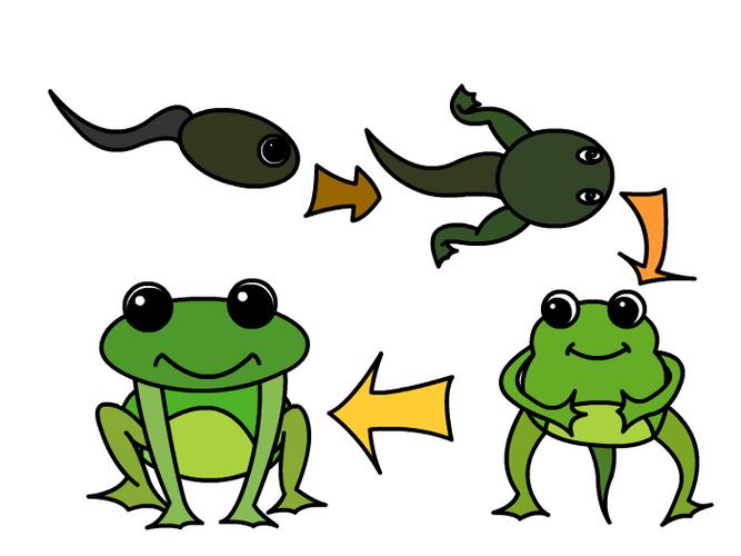 小蝌蚪变青蛙五个图简笔画 