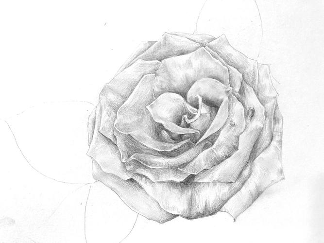 素描图片简单一点的花 素描图片简单一点的花朵