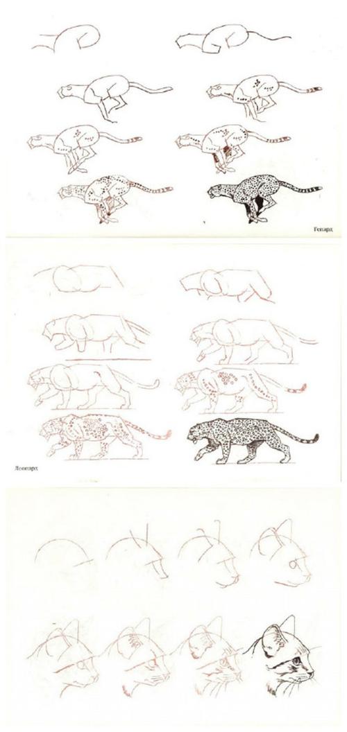 画图图片素描动物简单 画图图片素描动物简单/72