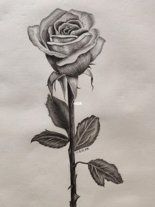 玫瑰花素描图真实图片