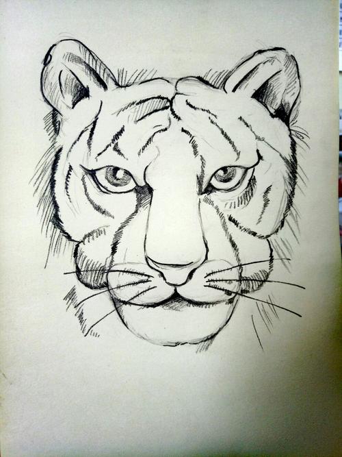 老虎怎么画简单又漂亮 老虎怎么画简单又漂亮又可爱