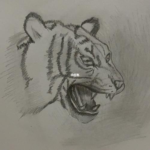 画一只完整的老虎 画一只老虎