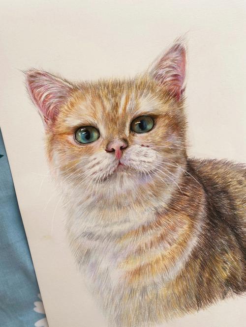 猫咪彩铅画 猫咪彩铅画教程