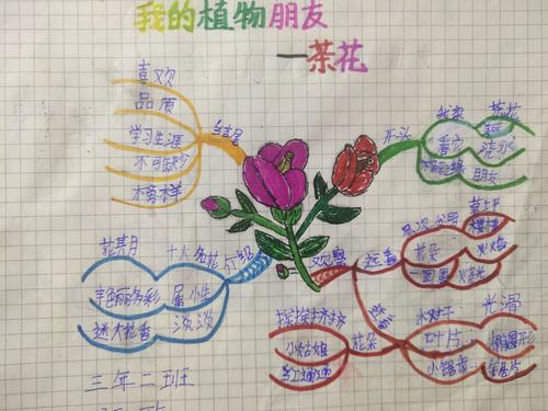植物思维导图 植物思维导图简单画法三年级