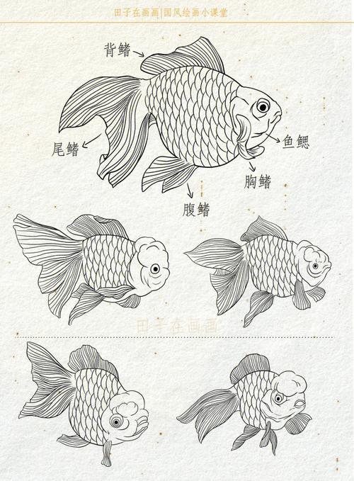 金鱼的画法简笔画