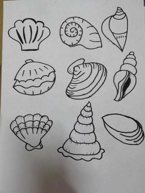 贝壳的画法简笔画图片