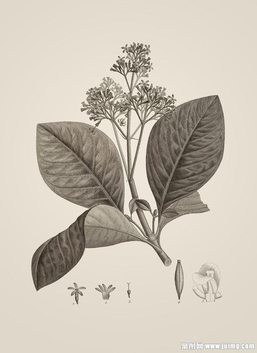 植物素描画