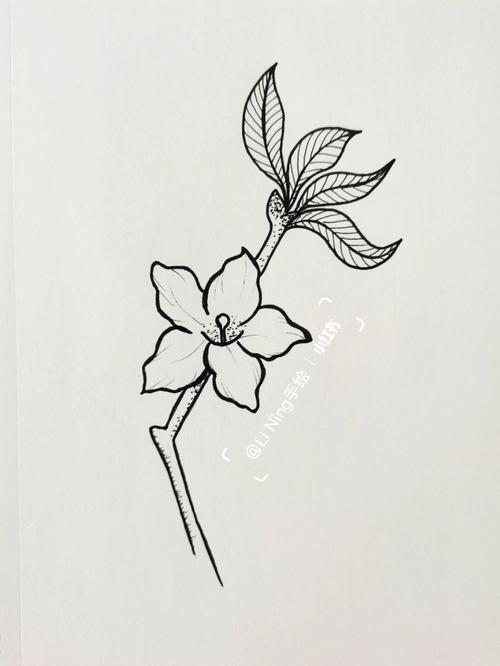 花卉的简笔画