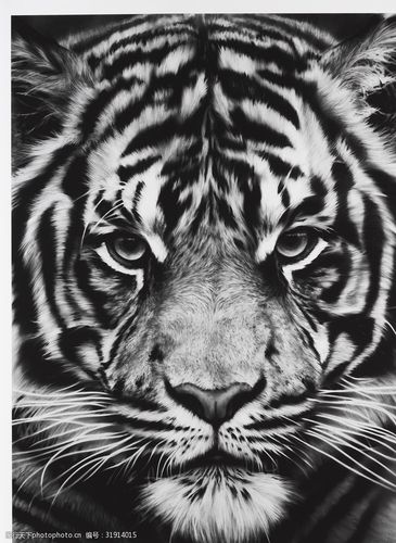 老虎涂色画图片 老虎涂色画图片打印