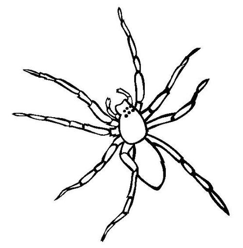 怎么画蜘蛛简笔画