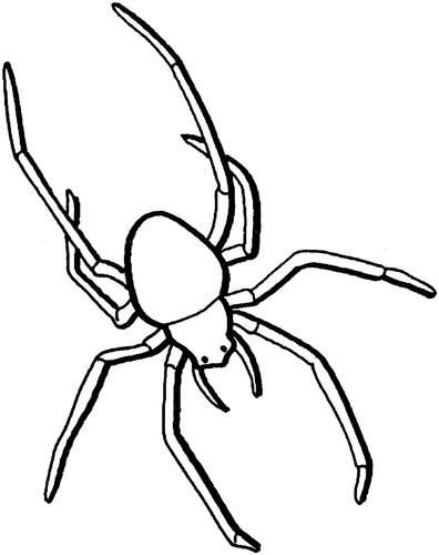 蟹蛛的简笔画 蟹蛛的简笔画带颜色