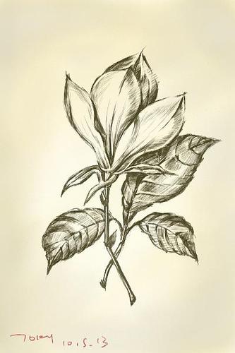 素描画简单易画 植物图片