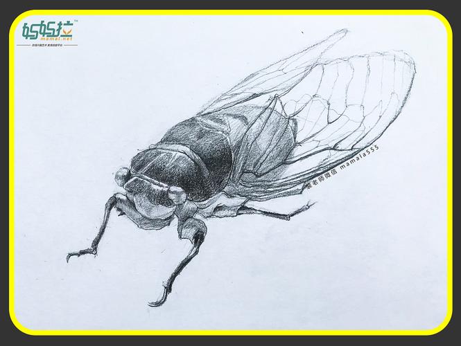 昆虫素描画