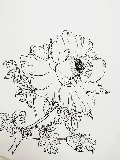 白描花卉图片 白描花卉图片简单